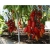 Nasiona Drzewo pomidorowe szt.5 Nxx256