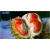 Nasiona Durian właściwy jackfrut szt.2 Nxx370