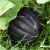 Nasiona Dynia czarna szt.5 Nxx253