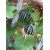 Nasiona Dynia tygrysia melon szt.5 Nxx537