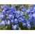 Nasiona Dzwonek ogrod niebieski szt.10 Nxx447