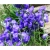 Nasiona Dzwonek ogrod niebieski szt.10 Nxx447