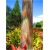 Nasiona Eukaliptus tęczowy szt.5 Nxx520