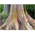 Nasiona Eukaliptus tęczowy szt.5 Nxx520