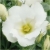 Nasiona Eustoma goryczkowa biała szt.5 Nxx604