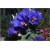 Nasiona Eustoma goryczkowa niebieska  szt.5 Nxx605
