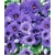 Nasiona Eustoma goryczkowa niebieska  szt.5 Nxx605