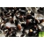 Nasiona Fasola czarna szt.3 Nxx39