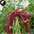 Nasiona Fasola długa czerwona szt.5 Nxx390