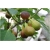 Nasiona Figa figowiec pospolity szt.5 Nxx157