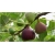 Nasiona Figa figowiec pospolity szt.5 Nxx157