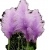 Nasiona Trawa pampas fiolet szt.10 N80