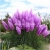 Nasiona Trawa pampas fiolet szt.10 Nxx80