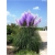 Nasiona Trawa pampas fiolet szt.10 Nxx80