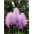 Nasiona Trawa pampas fiolet szt.10 Nxx80