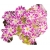 Nasiona Floks Drummonda biało-róż szt.5 N626