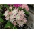 Nasiona Floks Drummonda biało-róż szt.5 Nxx626
