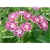 Nasiona Floks Drummonda biało-róż szt.5 Nxx628