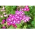 Nasiona Floks Drummonda biało-róż szt.5 Nxx628