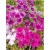 Nasiona Floks Drummonda różowy szt.5 Nxx627