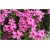 Nasiona Floks Drummonda różowy szt.5 Nxx627