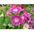 Nasiona Floks Drummonda różowy szt5 Nxx630
