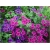 Nasiona Floks Drummonda różowy szt5 Nxx630