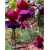 Nasiona Fuksja fioletowo-różowa szt.5 Nxx109