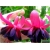 Nasiona Fuksja fioletowo-różowa szt.5 Nxx109