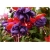 Nasiona Fuksja fioletowo-różowa szt.5 Nxx109