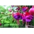 Nasiona Fuksja fioletowo-różowa szt.5 Nxx109
