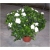 Nasiona Gardenia jaśminowata szt.5 Nxx451