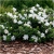 Nasiona Gardenia jaśminowata szt.5 Nxx451