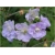 Nasiona Geranium Hardy Lato szt.5 Nxx84