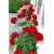 Nasiona Geranium krwistoczerwone szt.5 Nxx468