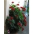 Nasiona Geranium krwistoczerwone szt.5 Nxx468