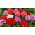 Nasiona Geranium krwistoczerwone szt.5 Nxx468