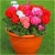 Nasiona Geranium krwistoczerwone szt.5 Nxx468