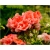 Nasiona Geranium pomarańczowe szt.5 Nxx470