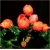 Nasiona Geranium pomarańczowe szt.5 Nxx470