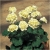 Nasiona Geranium żółte kanarkowe szt.5 Nxx469
