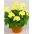 Nasiona Geranium żółte kanarkowe szt.5 Nxx469