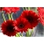 Nasiona Gerbera czerwona afryka szt.10 Nxx482