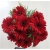 Nasiona Gerbera czerwona afryka szt.10 Nxx482