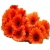 Nasiona Gerbera pomarańczowa szt.10 N484