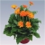 Nasiona Gerbera pomarańczowa szt.10 Nxx484