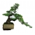 Nasiona Głóg na bonsai szt.5 N259