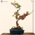Nasiona Głóg na bonsai szt.5 Nxx259