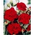 Nasiona Goździk ogrodowy czerwony  szt.5 Nxx471