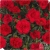 Nasiona Goździk ogrodowy czerwony  szt.5 Nxx471